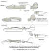 Diagrams showing boundary lines of camouflage patterns